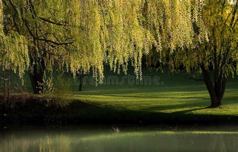 Willow Trees Landscape Stock Image Image Of Shadow Village 5027079