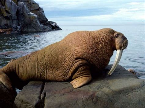 Walrus Walrus Walrus Walrus Sea Animals Sea Mammal Animals