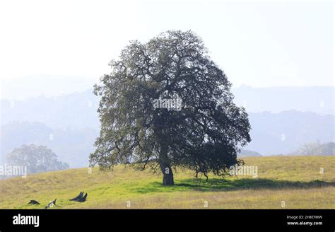 Lone Oak Tree And Hazy Rolling Landscape In Early Autumn Morning