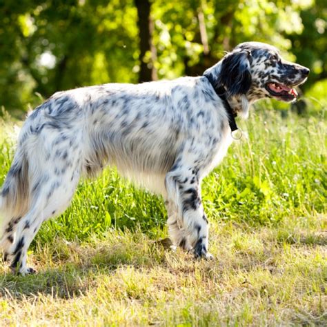 English Setter Puppy And English Setter Breed Information