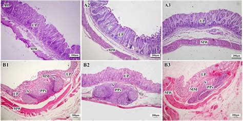 Information and translations of cecal in the most comprehensive dictionary definitions resource on the web. Histological structure of cecal mucosa (A) and PPs in ...