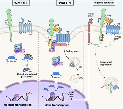 Wnt Catenin Signaling Structure Assembly And Endocytosis Of The