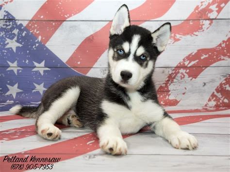 Add To Your Pack With One Of Our Siberian Husky Puppies For Sale