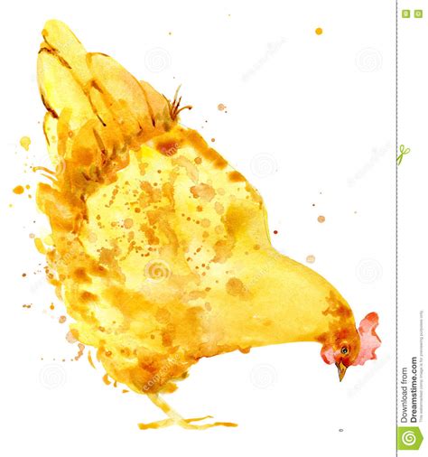 Chicken Chicken Watercolor Stock Illustration Illustration Of