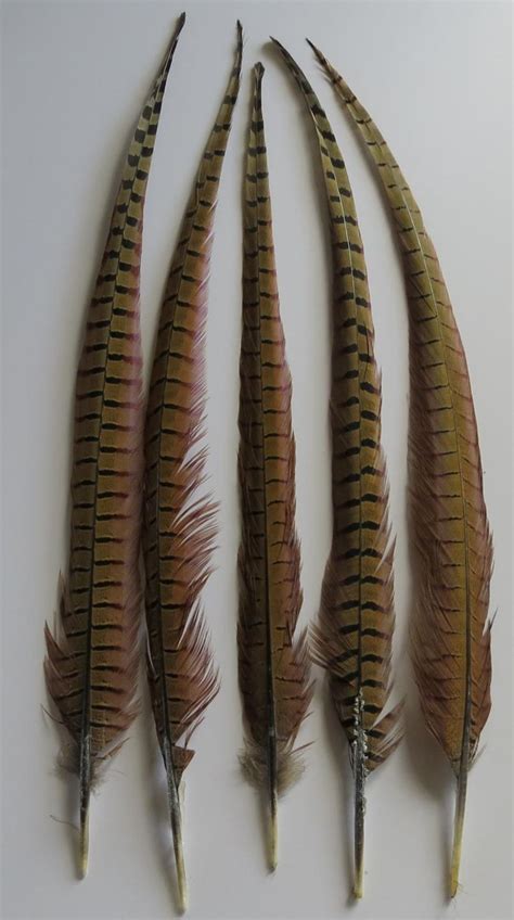 Pheasant Tail Feathers Extra Long - Feathergirl