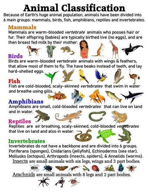 Animal Classification ~ Anchor Chart Jungle Academy Animal