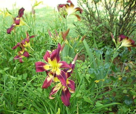 Daylily Hemerocallis Elijah Sain In The Daylilies Database