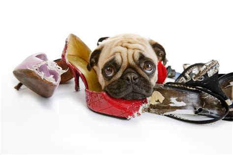 14 Funny Photos Of Dogs Chewing On Shoes Amazing Doggies