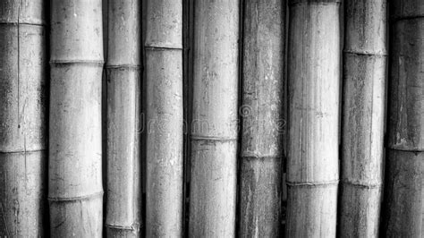 Grand Bambou Avec Le Processus Noir Et Blanc Image Stock Image Du