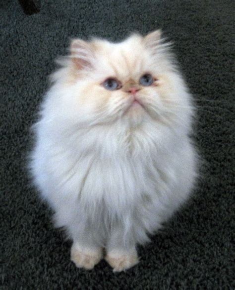 Male Blue Point Himalayan Persian Cat Pets Lovers