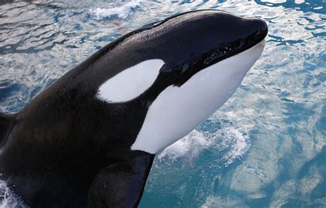 Pods On The Hunt Killer Whales Pictures Cbs News