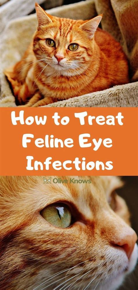 How To Treat Feline Eye Infections Oliveknows In 2020 Kitten Eye
