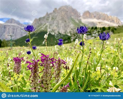 Wildflowers In Spring In Italian Stock Image Image Of Hiking