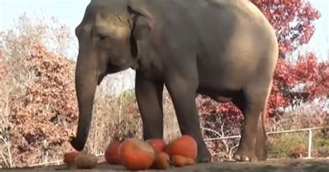 Playful Elephants Smash Giant Pumpkins At Annual Festival