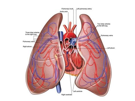 Anatomy of the chest, abdomen, and pelvis was produced in part due to the generous funding of the david f. Heart and Lungs Diagram HLD04 | Heart and lungs, Heart and ...