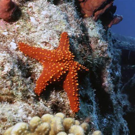 10 Fantastic Facts About Starfish Sea Stars Factopolis