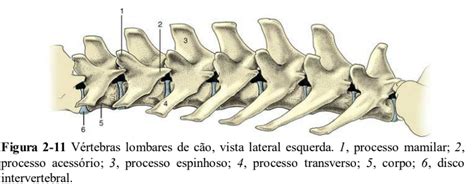 Aula 3 Osteologia Da Coluna Vertebral Pdf Coluna Vertebral Anatomia