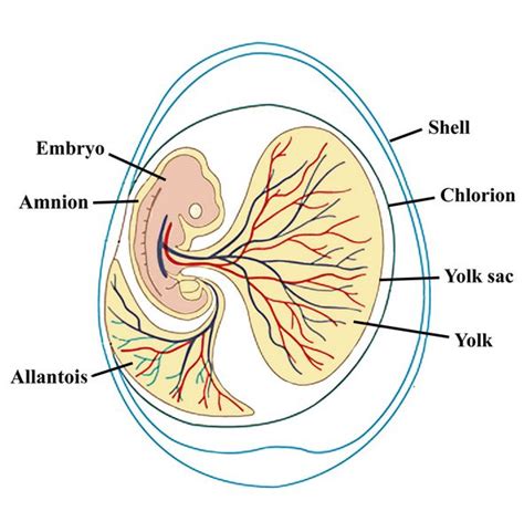 Reptile egg (amniote)
