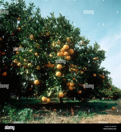 Orange Citrus Sinensis Tree Orchard Hi Res Stock Photography And Images