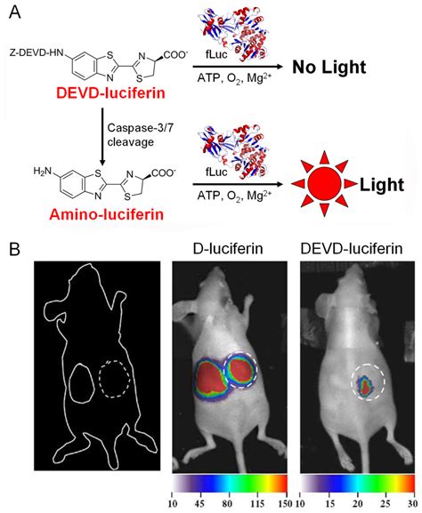 Bioluminescence Imaging Of Protease Activity In Vivo A Download