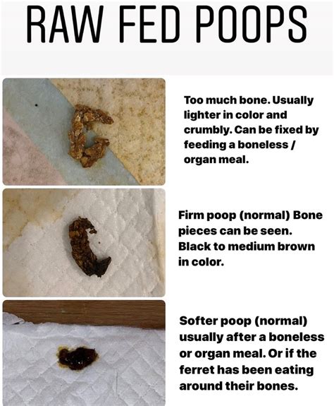 Raw Fed Poop Chart Pazu And Friends