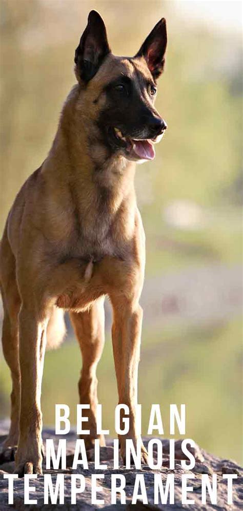 Belgianshop proposes more than 800 belgian beers, beer glasses, belgian food, belgian chocolates, belgian waffles. Belgian Malinois Temperament - Is This Breed Right For ...