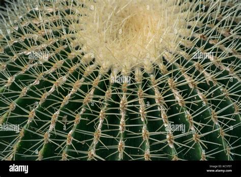 Echinocactus Grusonii Cactaceae Golden Barrel Cactus Stock Photo Alamy