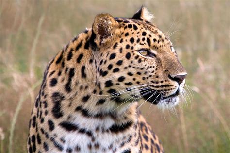 Leopard Wildlife Savannah Hd Wallpapers Desktop And Mobile Images