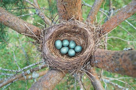 Blue Eggs Of A Wild Bird Thrush Lying In The Nest Located On The Ptine