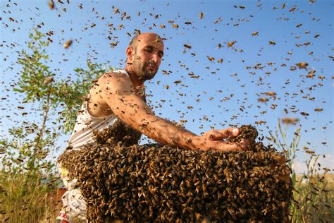 ‘bee Man Sets Sights On New Guinness Record For ‘bee Wearing Middle East Monitor