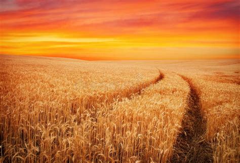 Beautiful Landscape With Field Of Wheat And Sunset Sky Stock Image