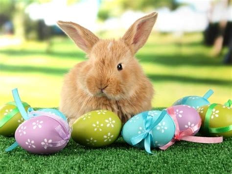 Easter Bunny Sets 2020 Parsippany Visit Parsippany Nj Patch