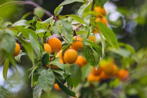 Yellow Cherry Plum Fruits On The Tree During Ripening Stock Image