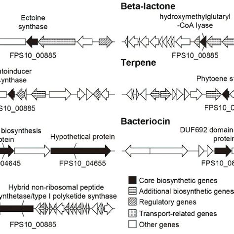 Predicted Secondary Metabolite Biosynthetic Gene Clusters Secondary