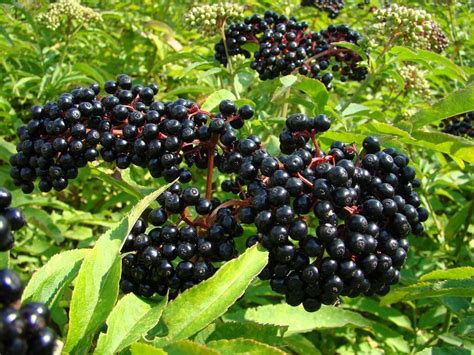 Elderberry Tasty And Packed With Nutrients Eat The Planet