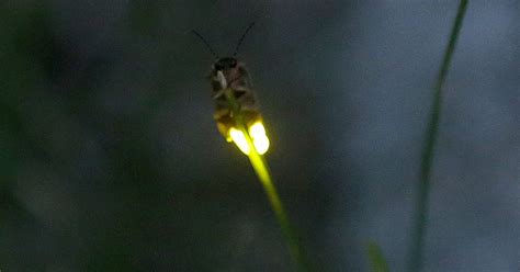 Are Fewer Fireflies Are Lighting Up The Skies