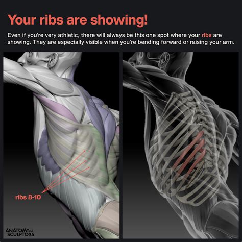 The Image Illustrates Muscle Surface Anatomy And The Rib Cage Under It