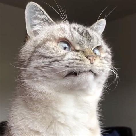 Quite The Mood Cat Breeds Cat Memes Funny Cats