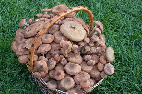 Basket Of Mushrooms In The Grassthe Crop Picked Up A Full Basket Of