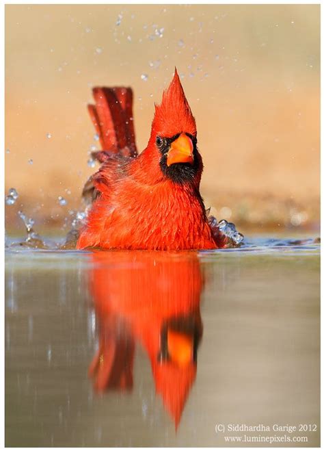 Northern Cardinal Photo By Siddhartha Garige Pretty Birds Beautiful