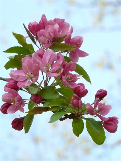 Free Images Branch Flower Petal Bloom Spring Produce Color
