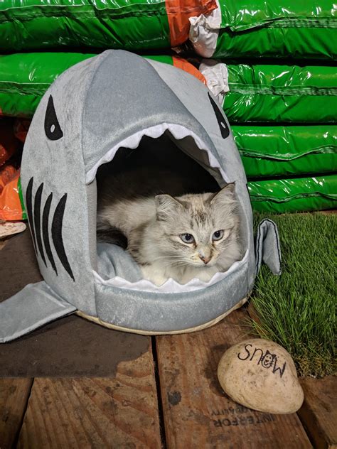Psbattle This Cat In A Shark Bed Photoshopbattles