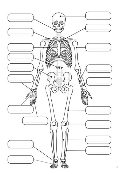 Dibujo De El Esqueleto Humanodibujo De El Esqueleto Humano Dibujo Del