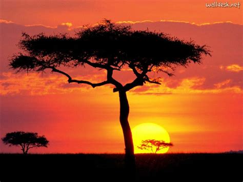 Acacia Tree Kenya Sunset Pictures African Sunset Beautiful Sunset