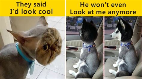 Times Pet Haircuts Went So Wrong Its Hilarious Youtube