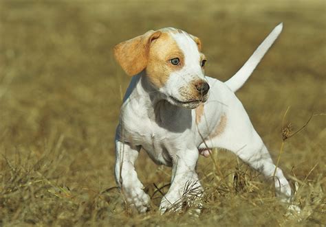 Training Pointing Dogs To Hunt In The Pocket Gun Dog