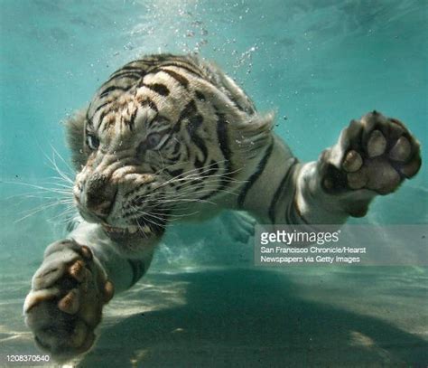Tiger Swimming Underwater Photos And Premium High Res Pictures Getty