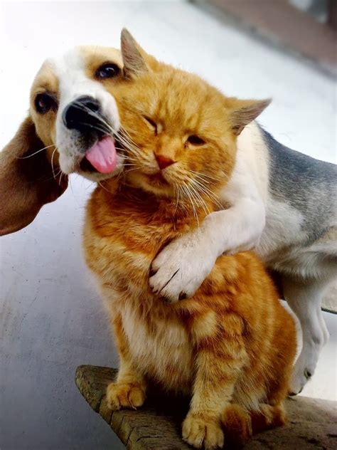 Gato E Cachorro Tirando Foto Juntos ~ Mundo Animal