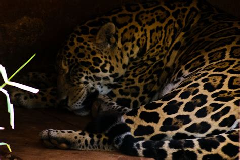 Em, the e major musical scale. Animais em extinção no Brasil - Ecologia - InfoEscola