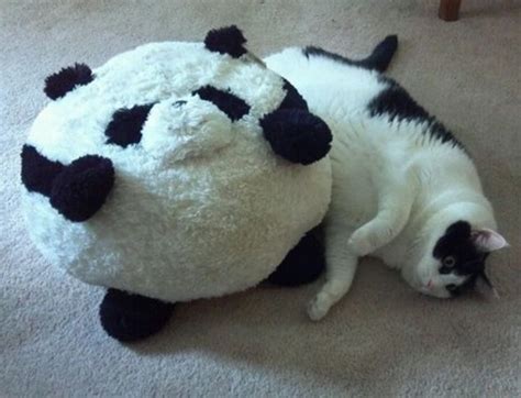 Top 10 Large But Not So Giant Panda Cats